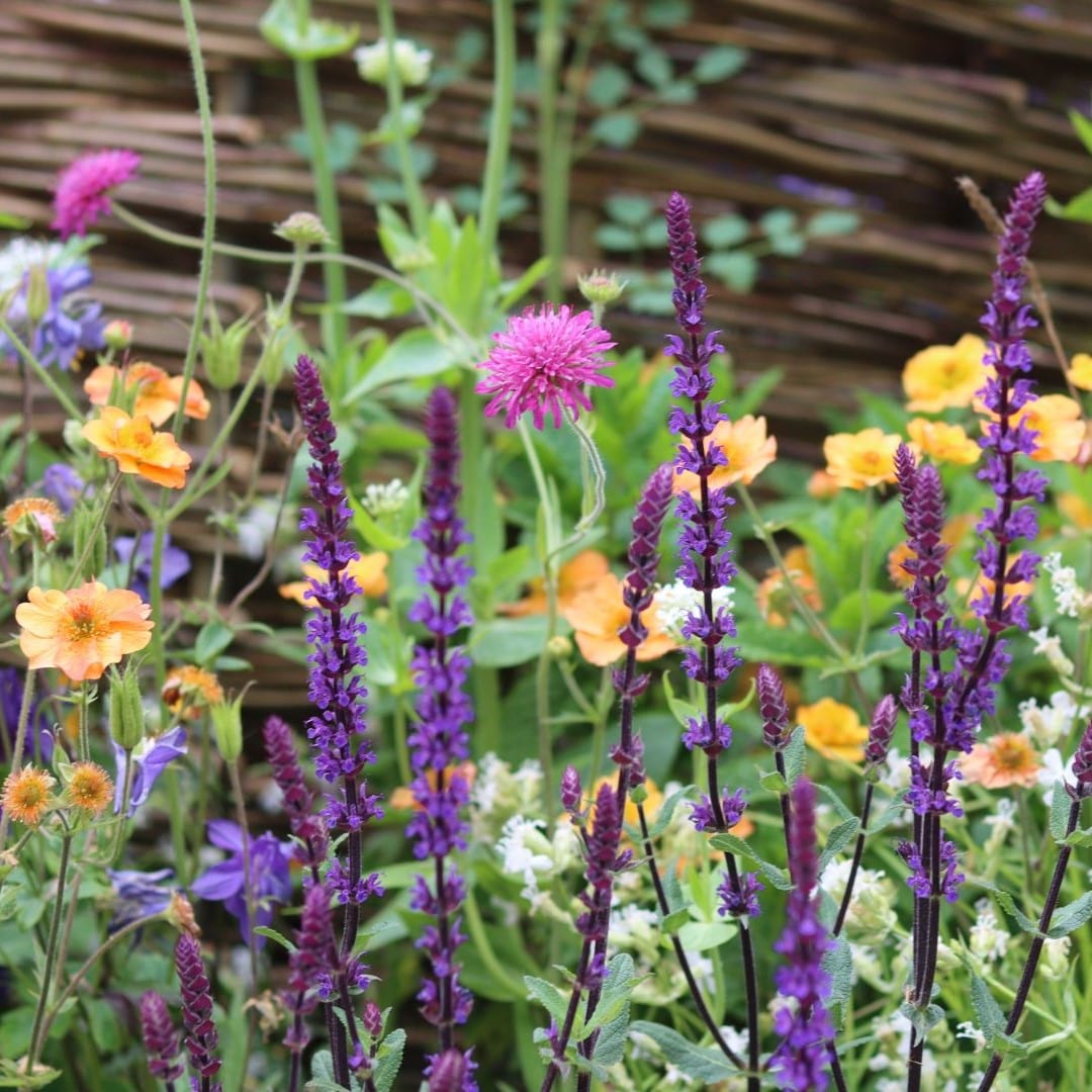 Garden plants sales