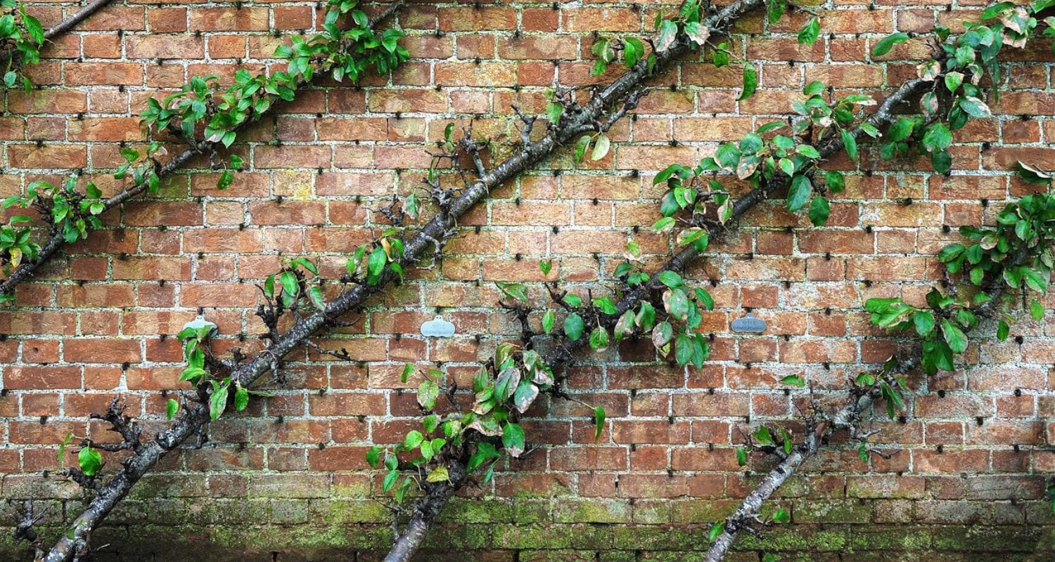 Cordon Apple Trees: A Complete Guide