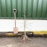 'Profusion Improved' Crabapple Tree | Malus moerlandsii Ornamental Trees