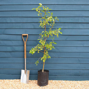 'Comtesse de Paris' Crabapple Tree Ornamental Trees