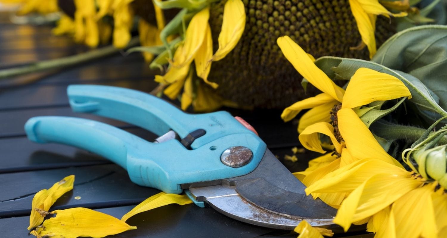 Deadheading Flowers: A Beginner's Guide