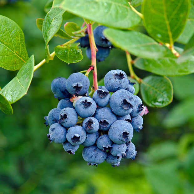 'Draper' Blueberry Bush Soft Fruit