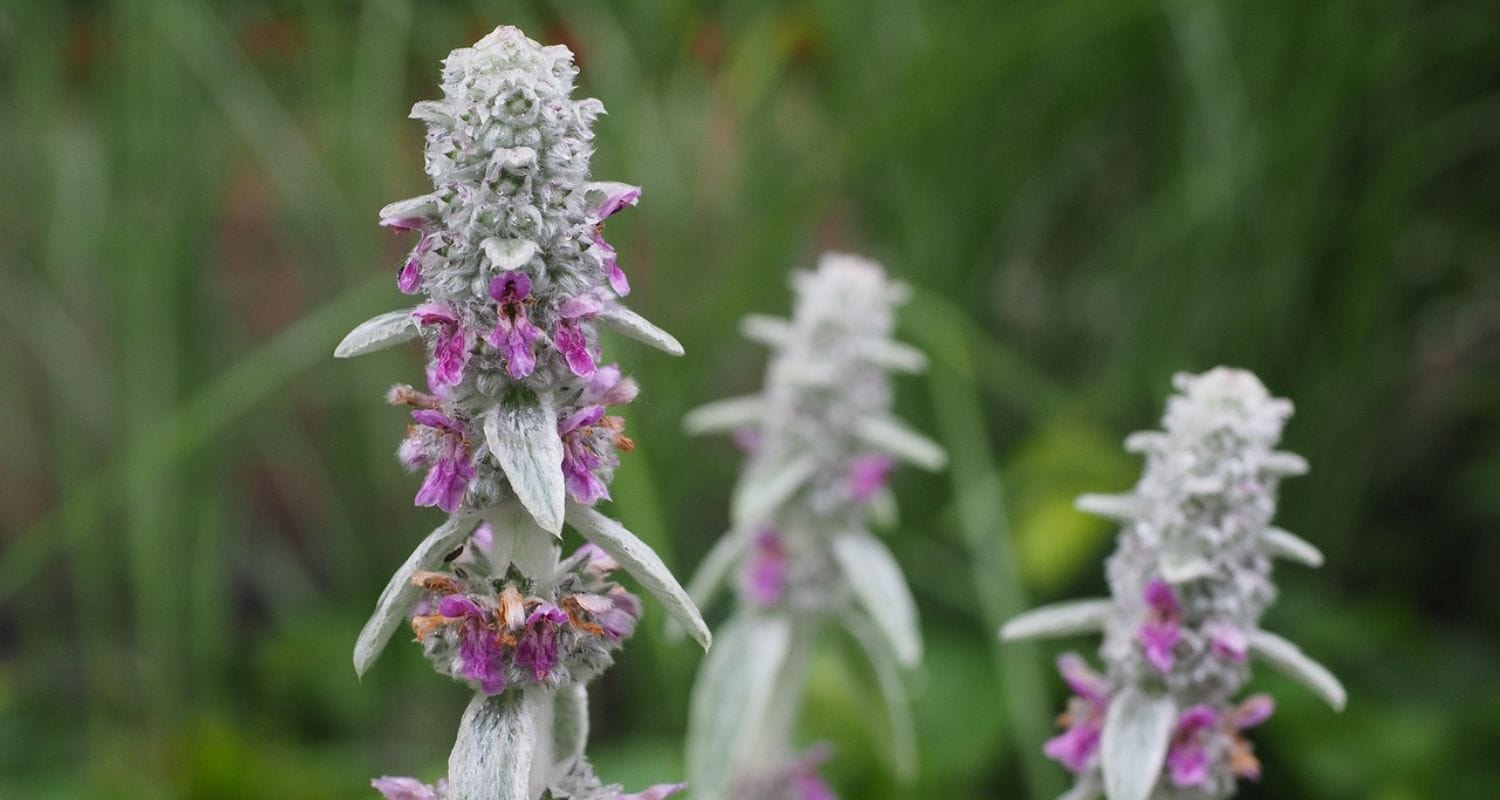 Drought-Resistant Plants for UK Gardens