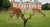 dunham massey garden