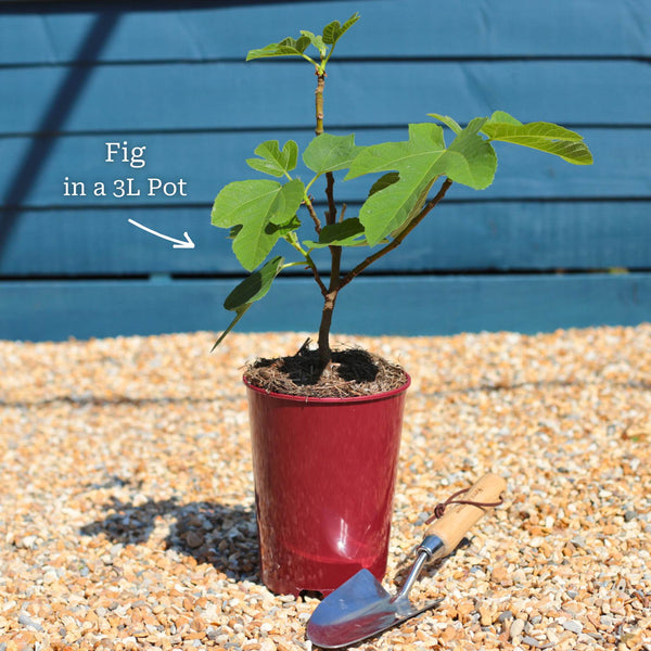 'Brunswick' Fig Tree Soft Fruit