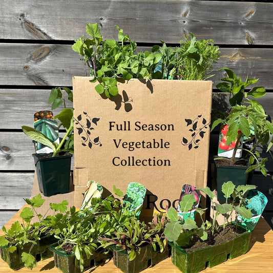 Full Season Vegetables Collection Vegetables