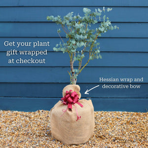 Gift Wrap Gift Option
