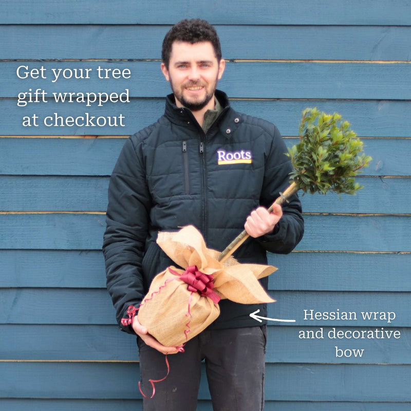 Patio Bay Tree | Laurus Nobilis 'Bay Junior' Ornamental Trees