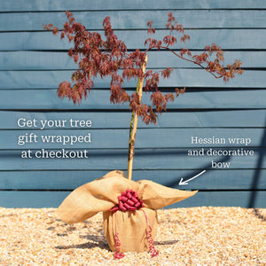 Patio Acer Tree | Acer palmatum 'Inaba-shidare' Ornamental Trees