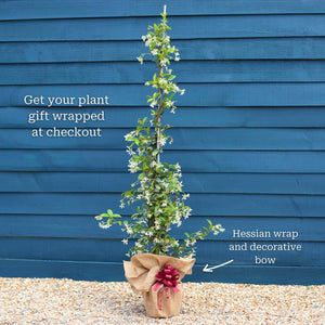 Evergreen Star Jasmine | Trachelospermum jasminoides Climbing Plants