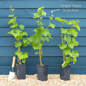 'Vanessa' Seedless Outdoor Grape Vine Soft Fruit