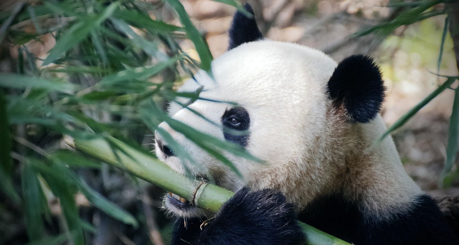 Grow Bamboo Like a Pro: The Complete Guide