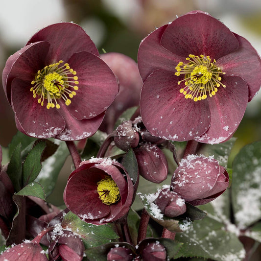 'Nightingale' Snow Rose | 'Ice N' Roses®' Series | Hellebore Gold Collection® Perennial Bedding