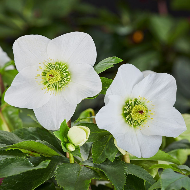 'Lisann' Helleborus x Lemperii | Hellebore Gold Collection® Perennial Bedding