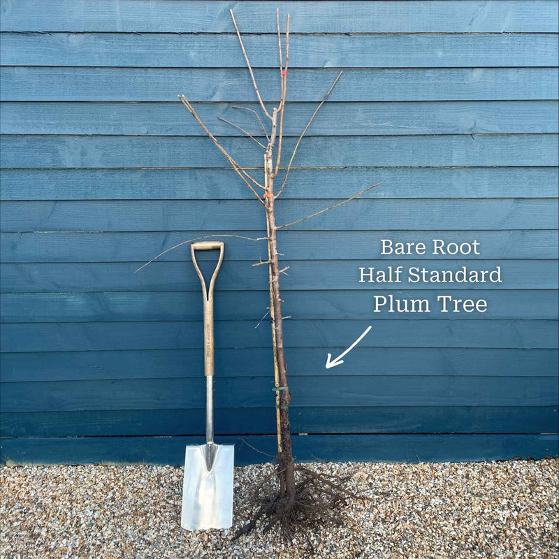 'Victoria' Plum Tree Fruit Trees