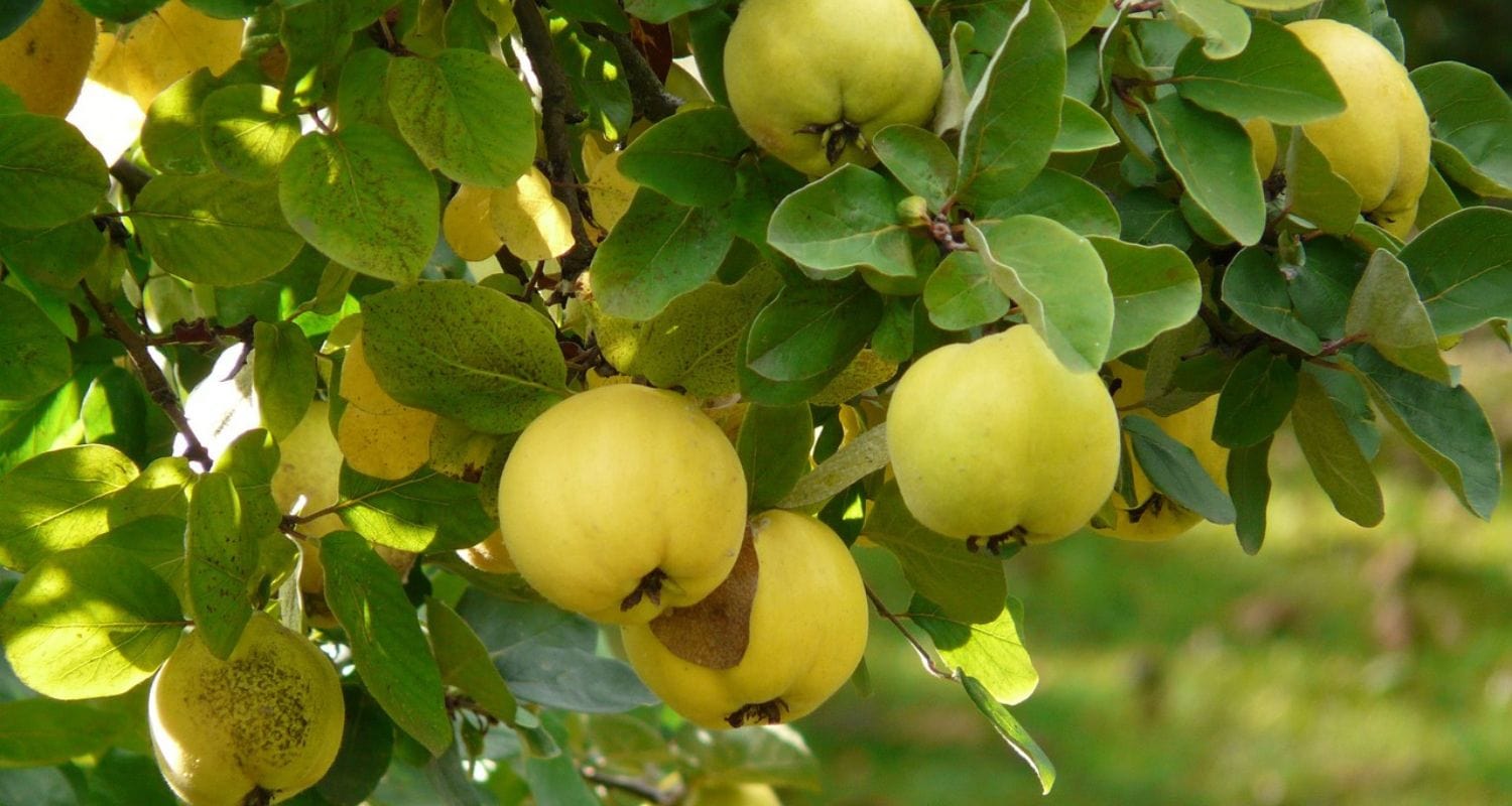 Heritage Fruit Trees: Our Top 9 Recommendations