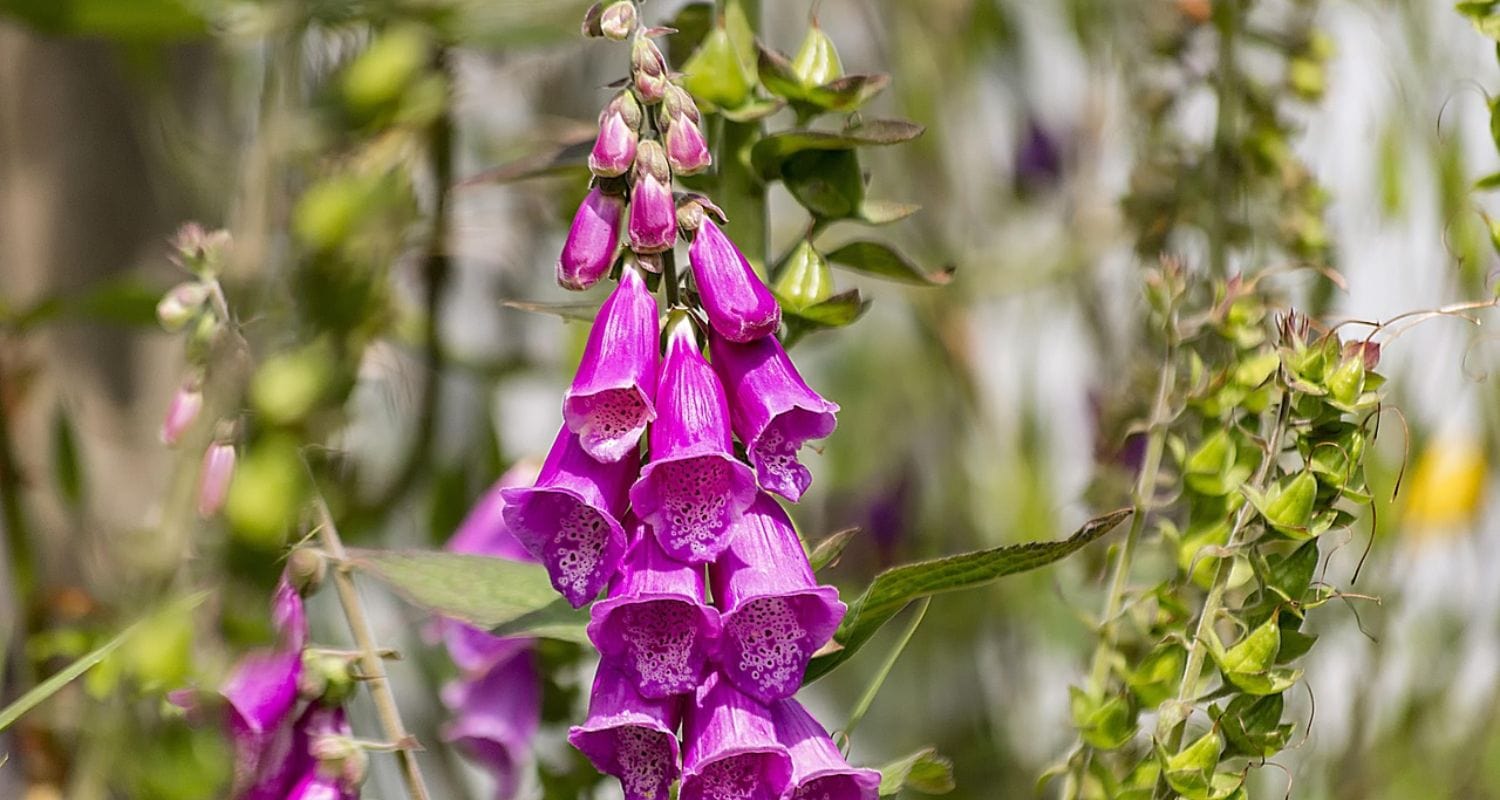 How to Grow Foxgloves: Top Tips and Tricks