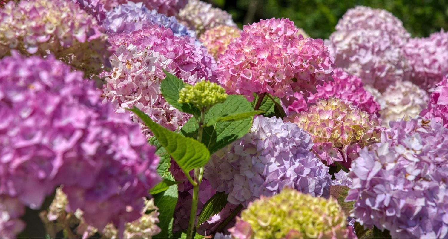 How to Grow Hydrangeas: Planting and Care Guide