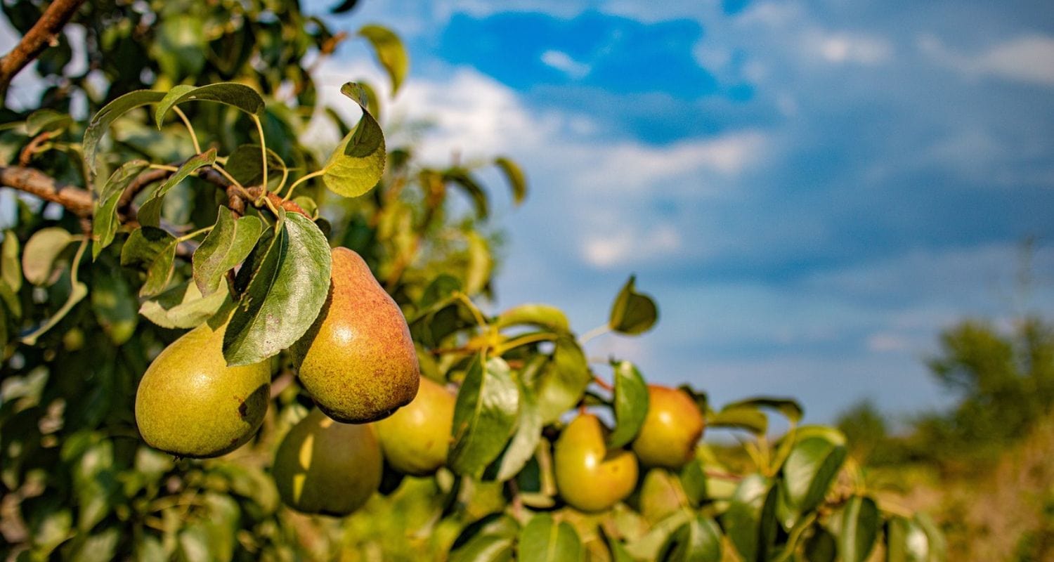 How to Ripen Pears and Store Them for Winter