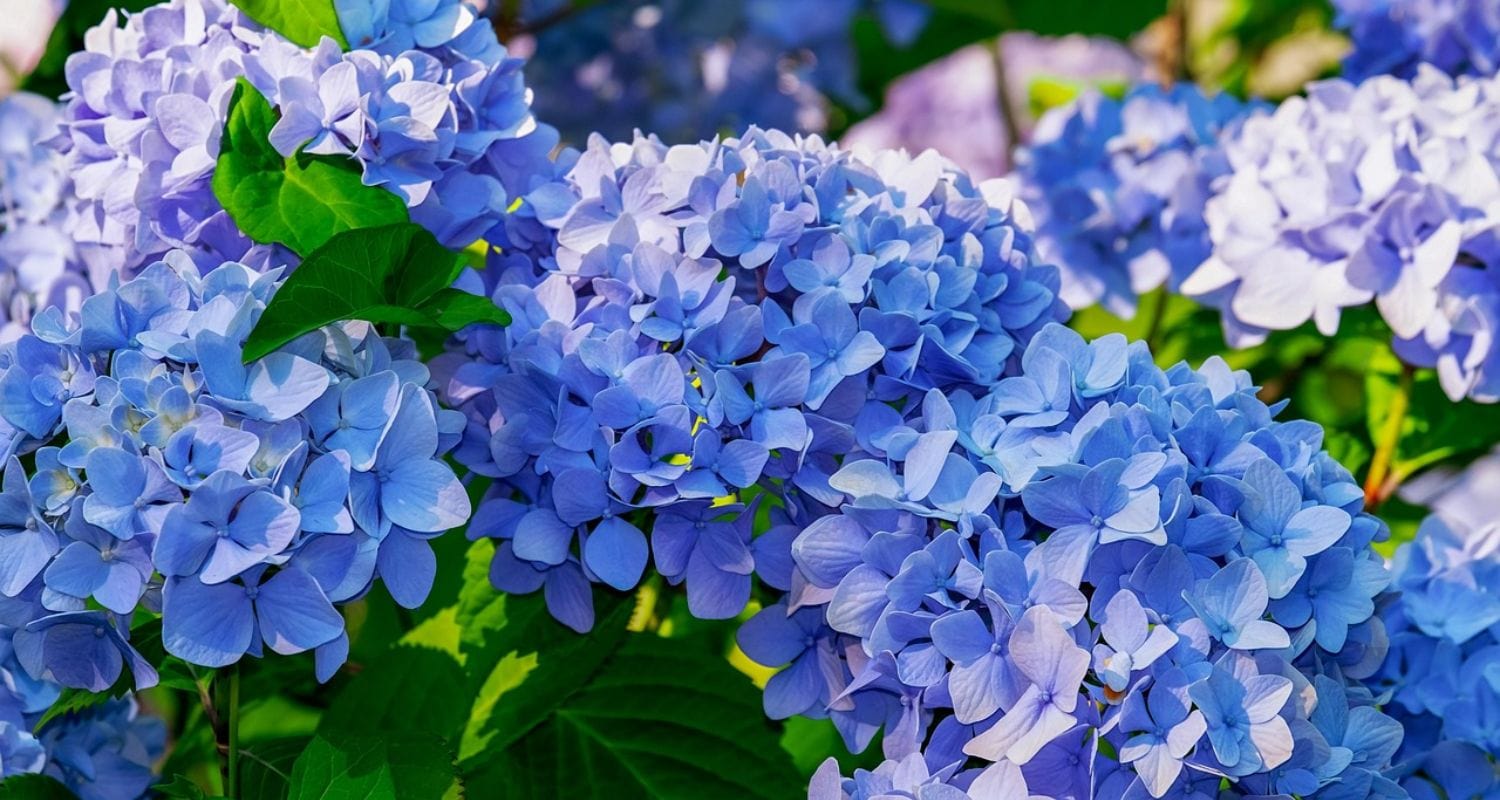Hydrangea Pruning: Everything You Need to Know