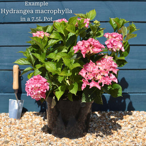 Hydrangea macrophylla 'Little Blue' Shrubs