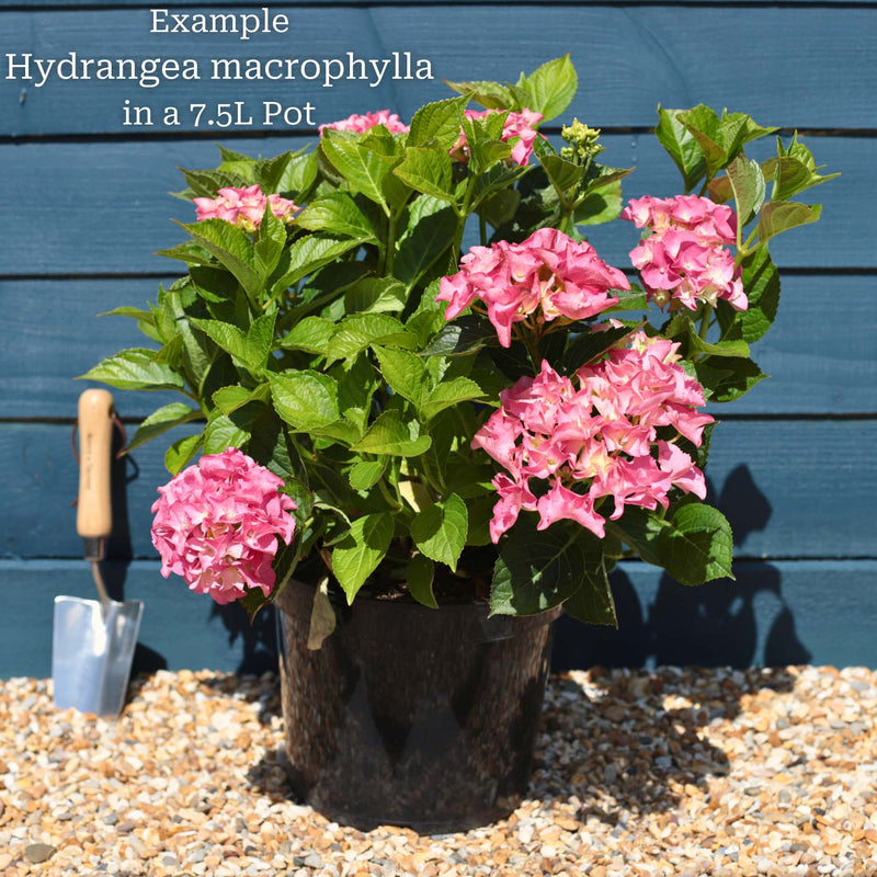 Hydrangea macrophylla 'Little Blue' Shrubs