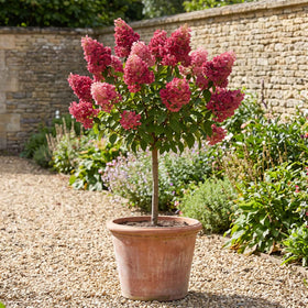 Patio Hydrangea Tree | Hydrangea paniculata 'Magical 'Fire'® Shrubs