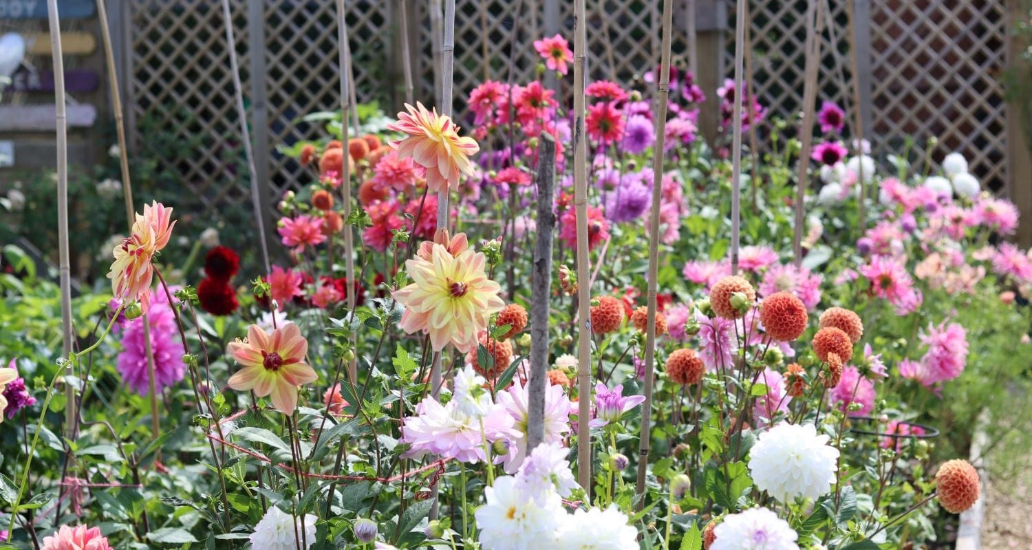 Jenny’s Dahlia Garden - September Garden of the Month