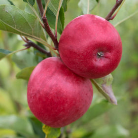 'Katy' Apple Tree Fruit Trees