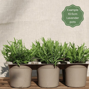Lavender 'Hidcote Improved' Perennial Bedding