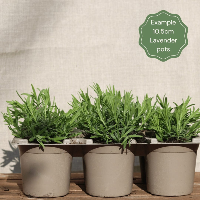 Lavender 'Hidcote Improved' Perennial Bedding