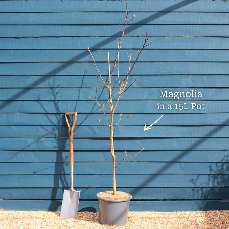 Magnolia 'Genie' Ornamental Trees