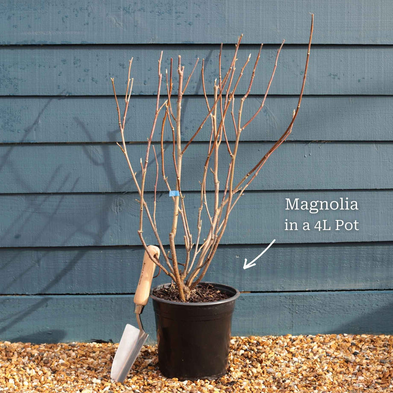 Dwarf Purple Magnolia Tree | Magnolia 'Susan' Ornamental Trees