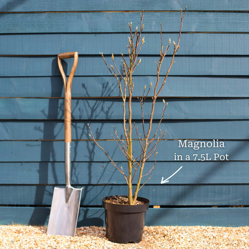 Dwarf Purple Magnolia Tree | Magnolia 'Susan' Ornamental Trees