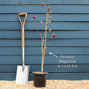 Magnolia 'Genie' Ornamental Trees