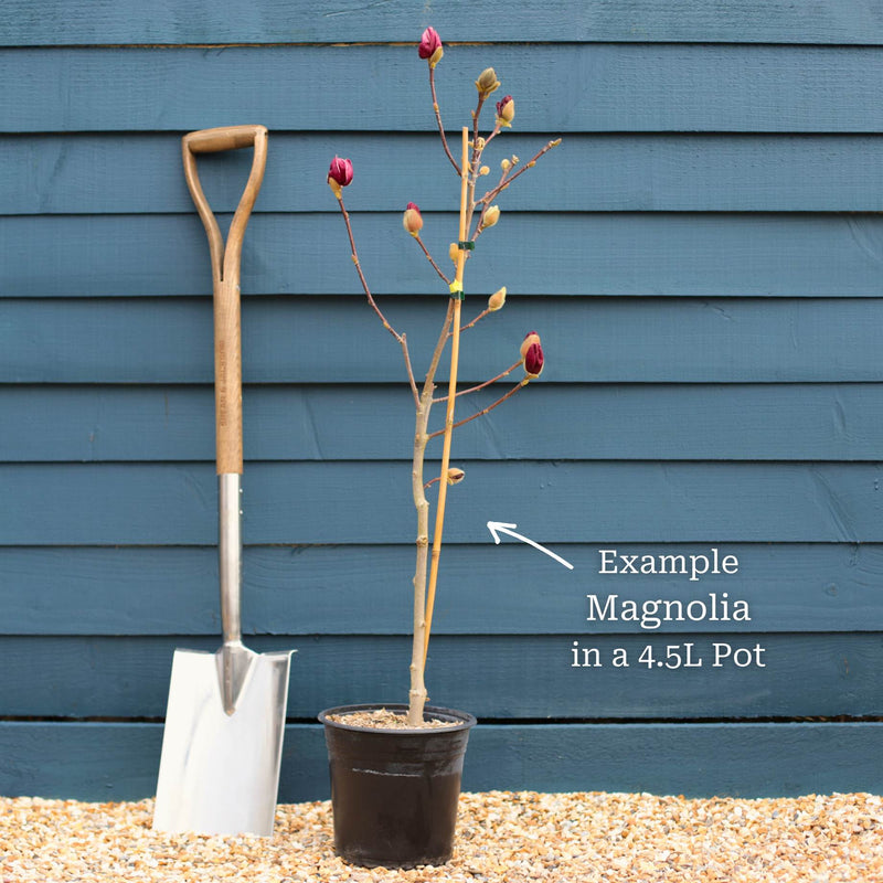 Magnolia 'Genie' Ornamental Trees