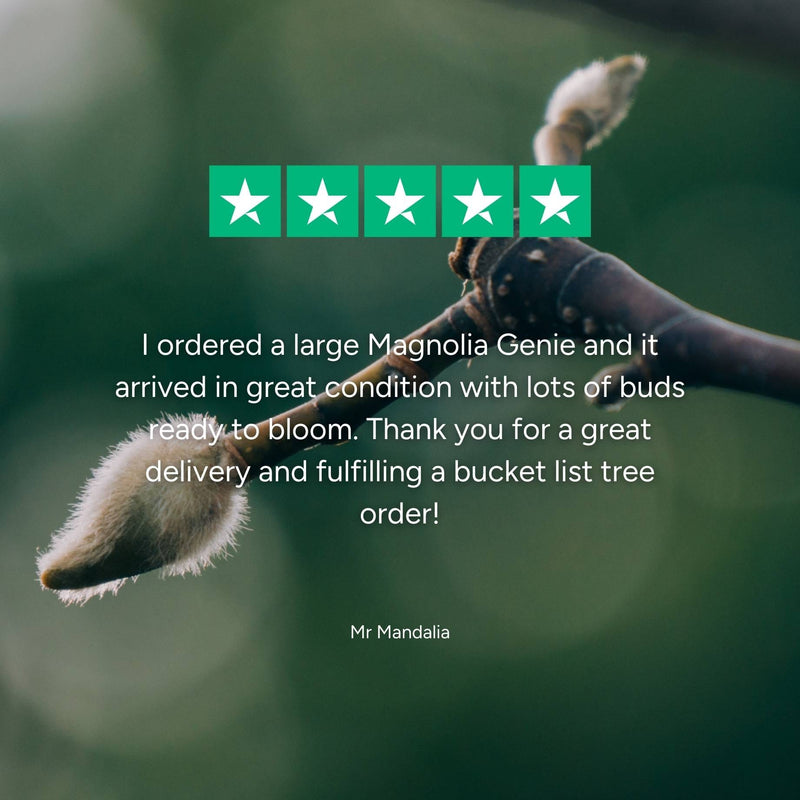 Magnolia 'Genie' Ornamental Trees