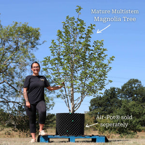 Star Magnolia Tree | Magnolia stellata 'Water Lily' Ornamental Trees