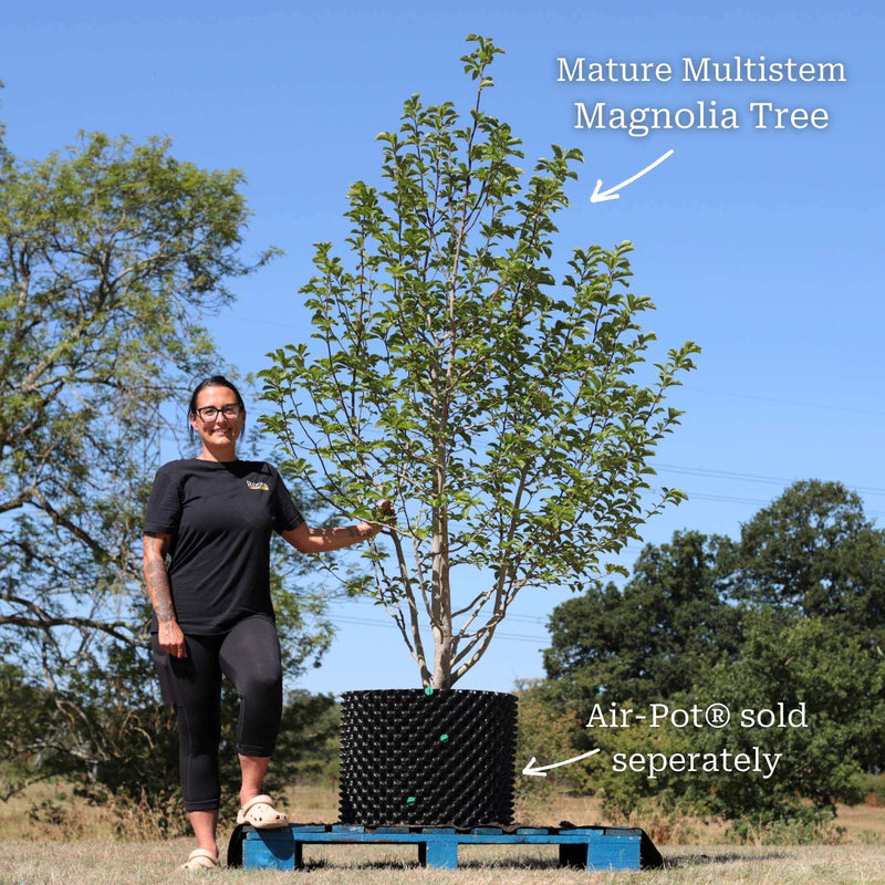 Star Magnolia Tree | Magnolia stellata 'Water Lily' Ornamental Trees