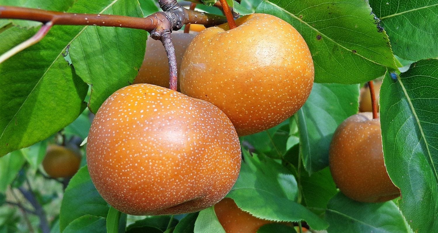 Nashi Pear Trees: Discover Asian Pears