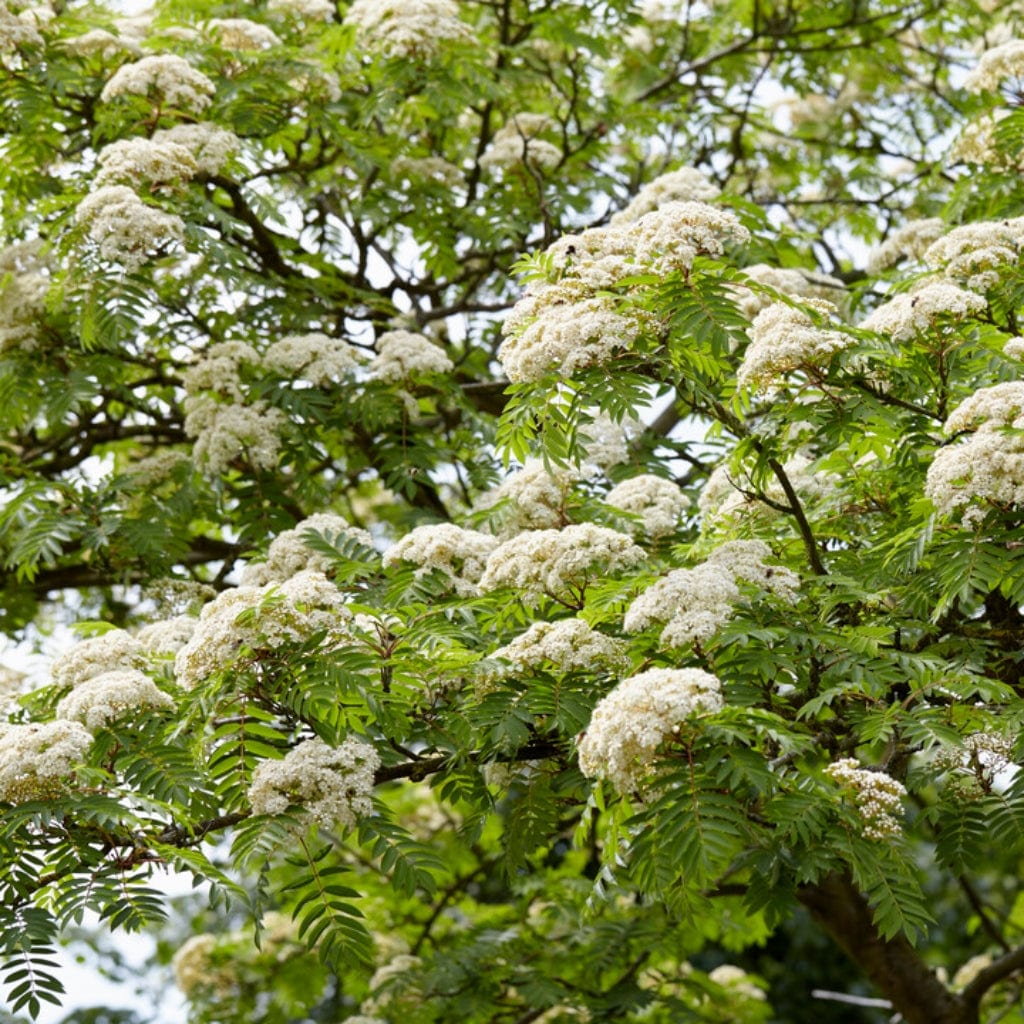'Copper Kettle' Rowan Tree Sorbus Roots Plants
