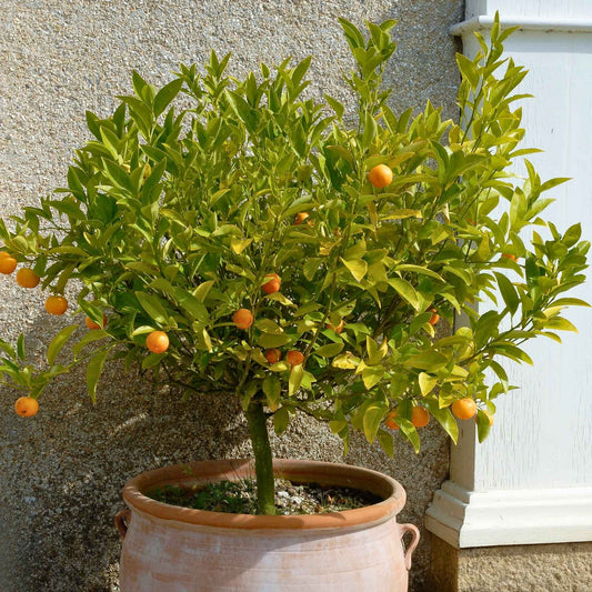 Patio Orange Tree | Sweet Orange Trained Fruit Trees