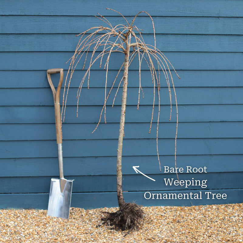 Single Pink Weeping Cherry Blossom Tree | Prunus Pendula 'Pendula Rubra' Ornamental Trees