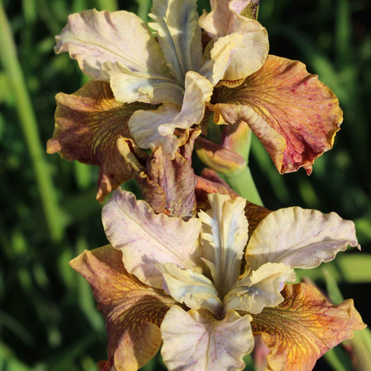 Iris Sibirica 'Peacock Jerry Murphy' Perennial Bedding