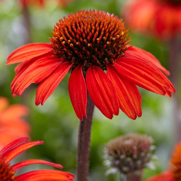 Echinacea 'SunSeekers Red' Perennial Bedding