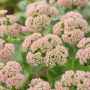 Sedum 'Autumn Joy' Perennial Bedding