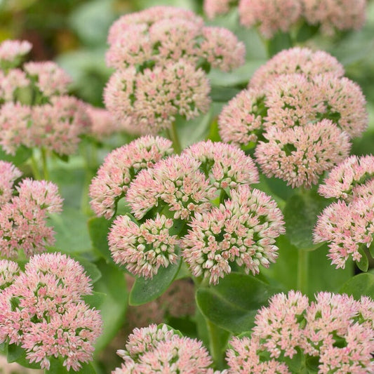 Sedum 'Autumn Joy' Perennial Bedding