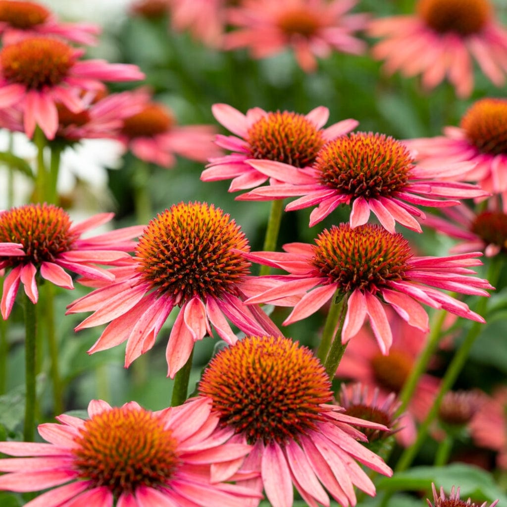 Echinacea 'Mooodz Satisfy' Roots Plants