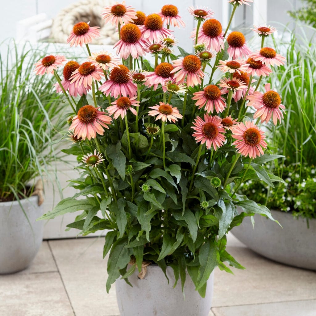Echinacea 'Mooodz Satisfy' Roots Plants