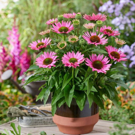 Ultimate Echinacea Collection